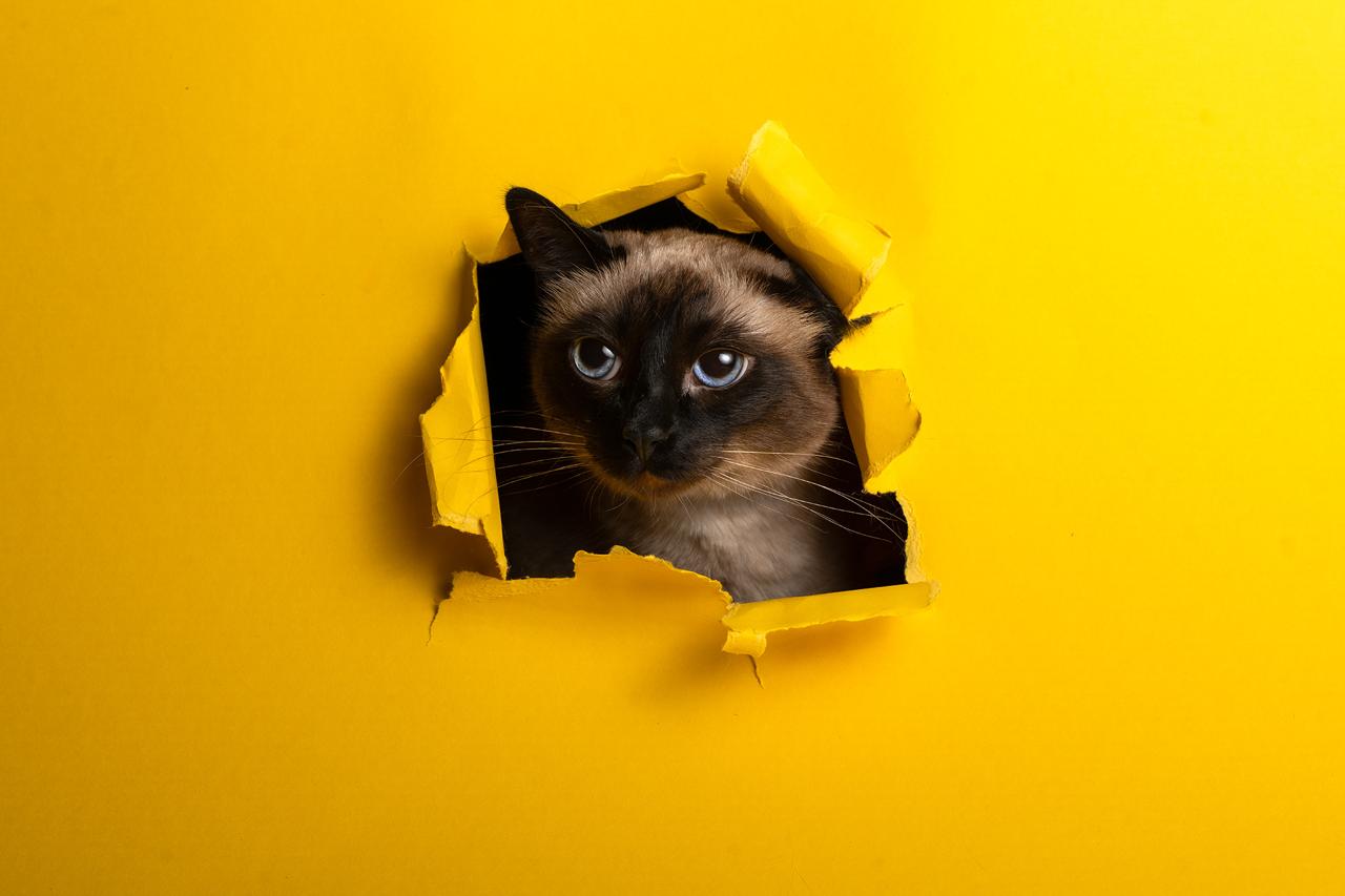 Frida the Siamese Cat